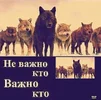 memy-pro-volkov-5.webp
