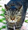 G9ifseHD31QnzCmk4fufIsuwl3E4zLDP.webp