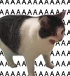 c0dc4b7507c32055f7fbc6bf612e28e0.webp