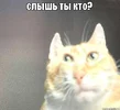 e85db4ce8d7b17c55855659025db2504.webp