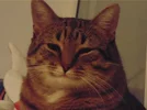 70c0f5e7c726eebb4b540b2699890221.webp