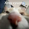 7b7fbc05a4391fa2a0f265e488ffc95e.webp