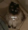 f06c4b24812d74e69357a26bf98135f7.webp