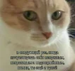 487d9b6cbf2f4bdf7c76365803270dcc.webp
