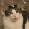 d6173601ac9100af0ed47ff364614b4d.webp