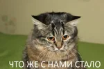 172396572811119789.webp