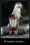 300px-V_nedrah_tundry.webp