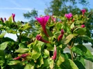 1280px-2006-10-18Mirabilis_jalapa06.webp
