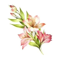 Лунария
