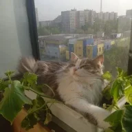 mfozveruga