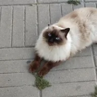 Кот Борис