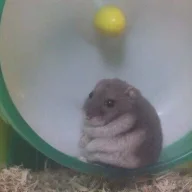 Должница