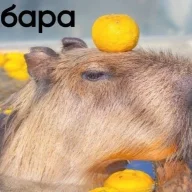 Капибара