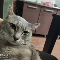 Крис*_*