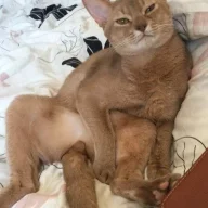 Puharacha