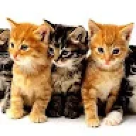 п*** котят