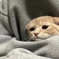 хэйз