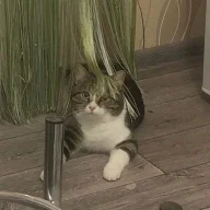 anh