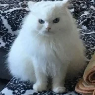 КейтМоSS