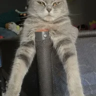 юлана