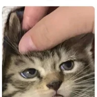 novoyaz