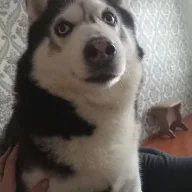 Макар