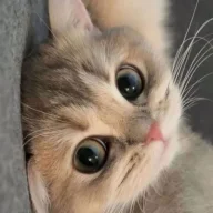 Asx el🐈