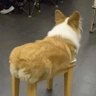 corgi_krk