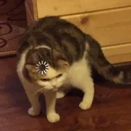 Каша Рисовая