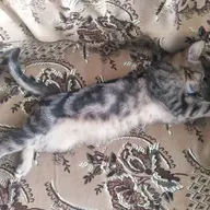 MartinTV