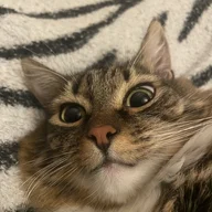 zonked