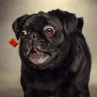 Greggi