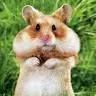 Pandanr