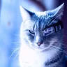 Xenon