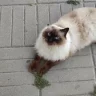 Кот Борис