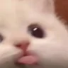 layneeks