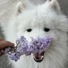 светланчик