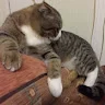Юкки