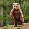 MlSibiryak