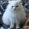 КейтМоSS