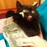 Лжи Джи
