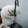 Равиль_