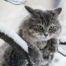 Масячка