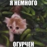 люблю пиццу