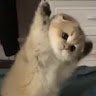 lampochka