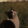 risamara