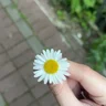 pupipuQ