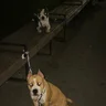 Полиночка