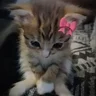 Tina-Sima