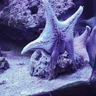Ксандра